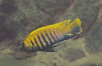 Tropheops sp. 'red fin' Hora Mhango